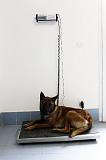 MALINOIS - PESEE 012